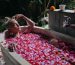 Woman Relaxing in Rose Petal Jacuzzi Bath